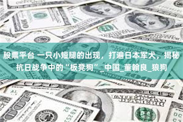 股票平台 一只小短腿的出现，打遍日本军犬，揭秘抗日战争中的“板凳狗”_中国_董翰良_狼狗